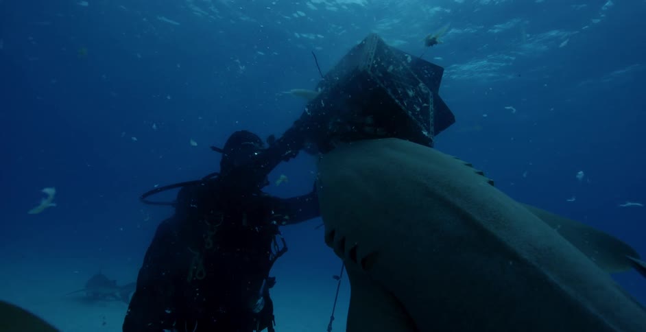 A diver swims with sharks and fish in the ocean
