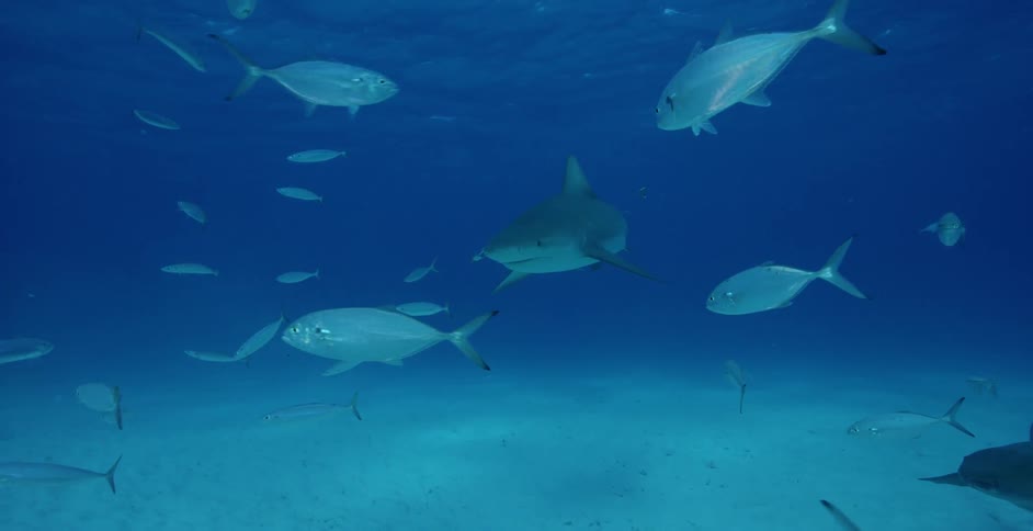 School of fish swim in the ocean