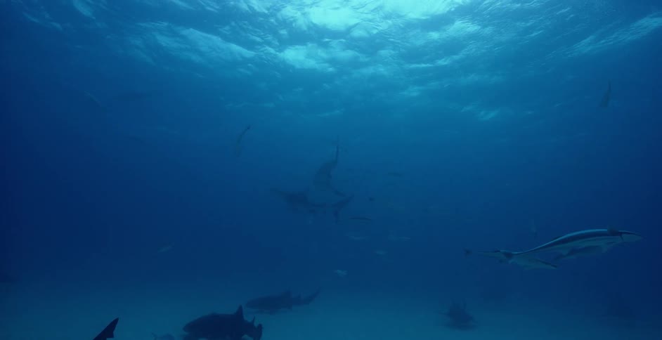 Sharks swim in the ocean near smaller fish