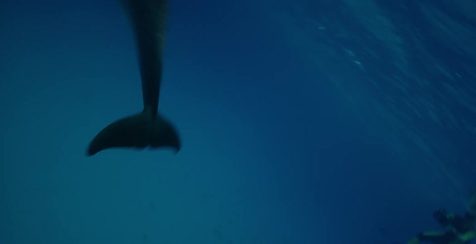 A dolphin swims around a diver