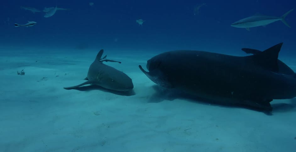Sharks and fish swim in the ocean