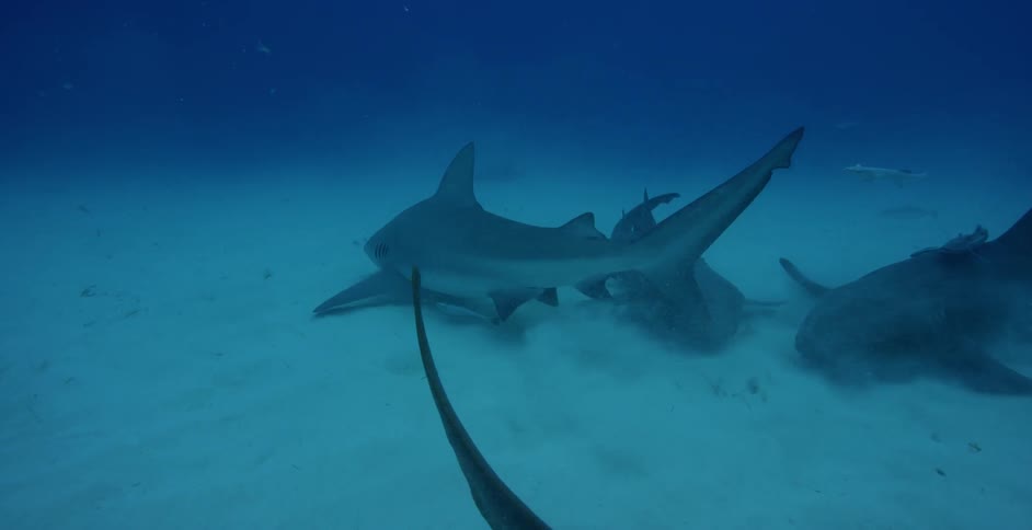 Sharks and fish swim in the ocean