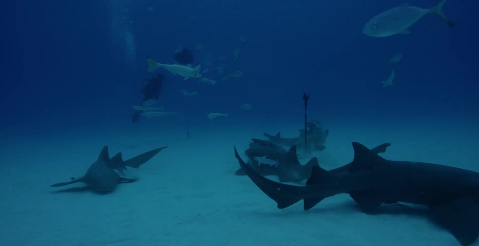Sharks and fish swim near the ocean floor