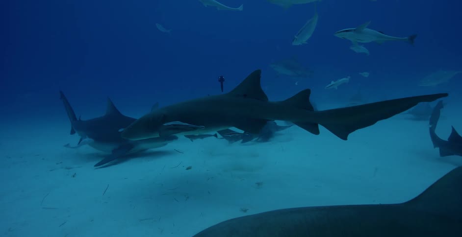 Sharks swimming near a pole