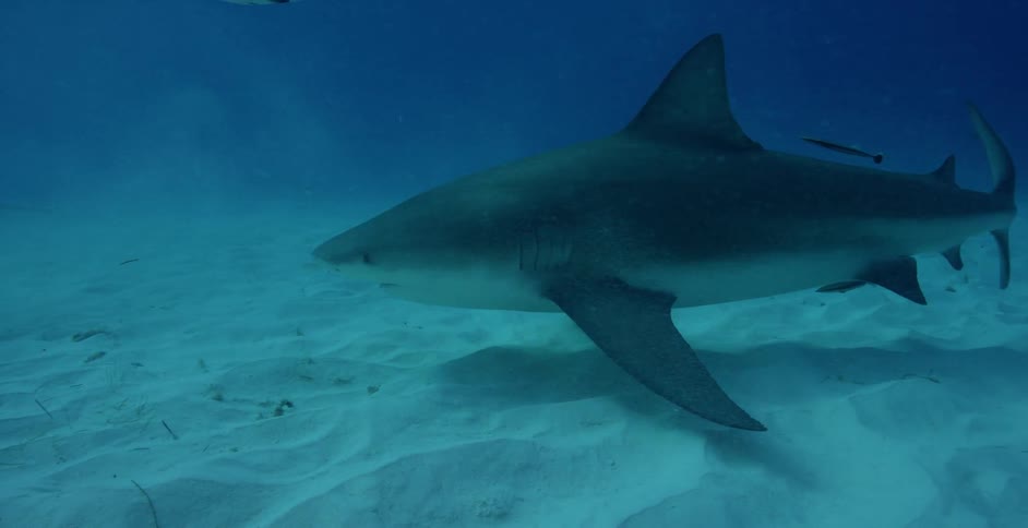 The large shark swims near the bottom of the water