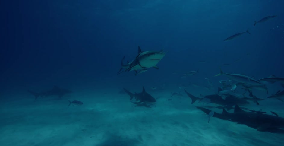 The sharks move around with the other fish in the dark water