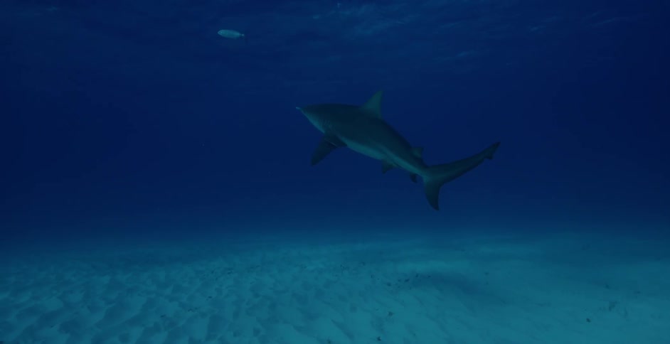 The shark swims towards the top of the dark waters