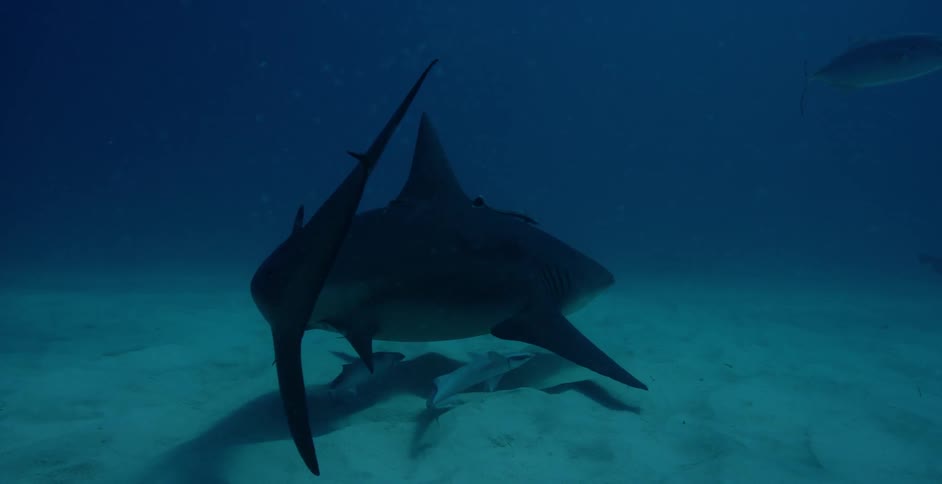 Sharks and fish swim in the ocean