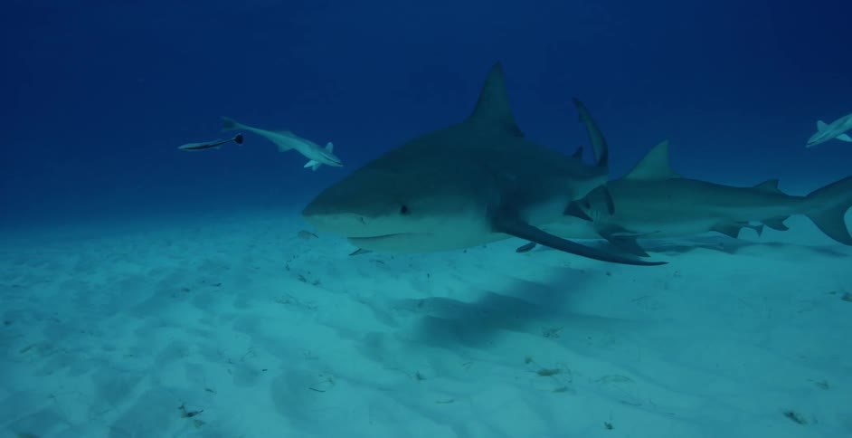 Sharks and fish swim in the ocean