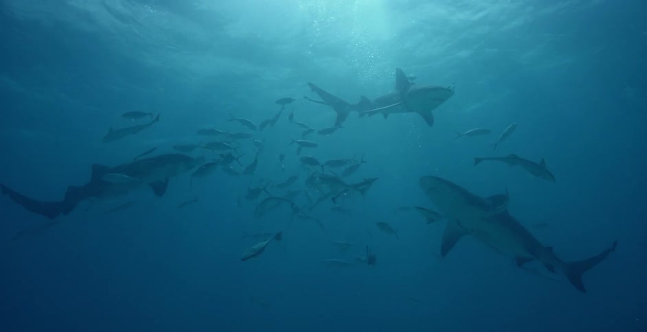 Sea creatures swim near the ocean surface