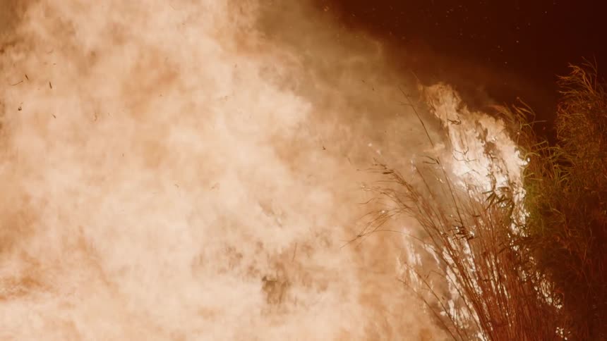 A large fire burns a tree
