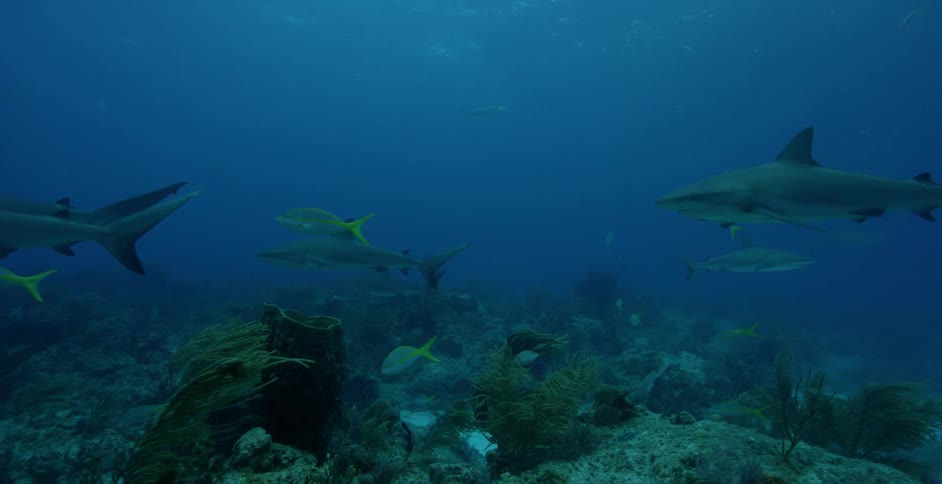 Sharks swim near coral and the ocean floor