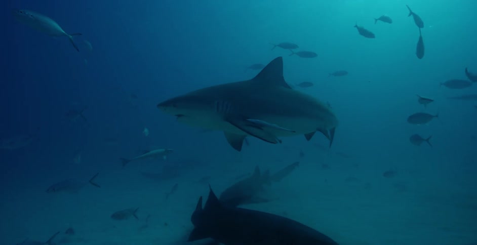 Sharks swim in the ocean near smaller fish