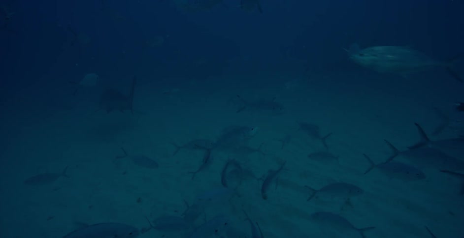 The dark water is full of fish being filmed by a diver