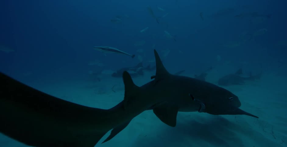 Sharks are swimming along the ocean floor during the day
