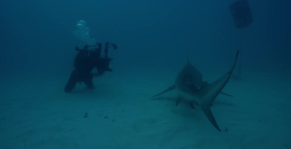 Underwater divers capture sea creatures on film