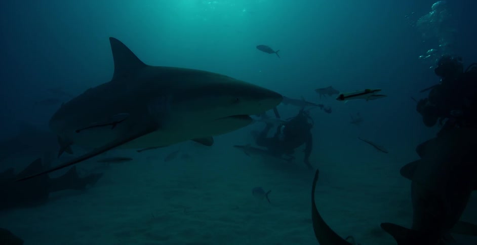 A scuba diver watches sharks and fish swim