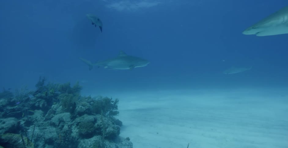 The shark swims past the rocks under the water