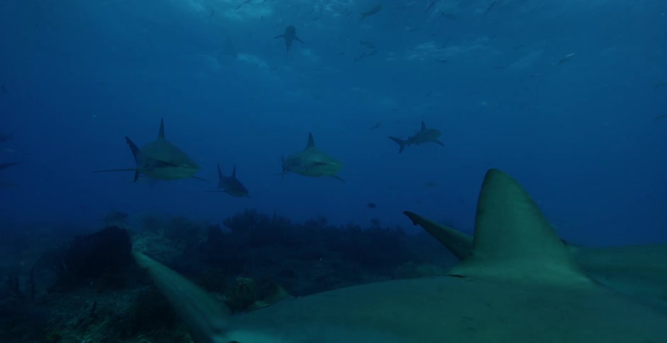 The sharks swim together in a pack