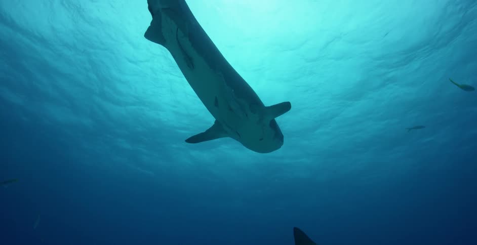 A large shark has many fish swimming underneath