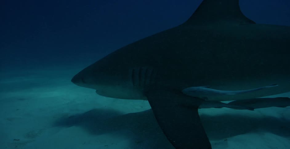 A large shark swims in the dark waters