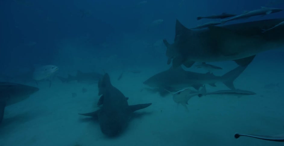 Sharks swim in the ocean near smaller fish
