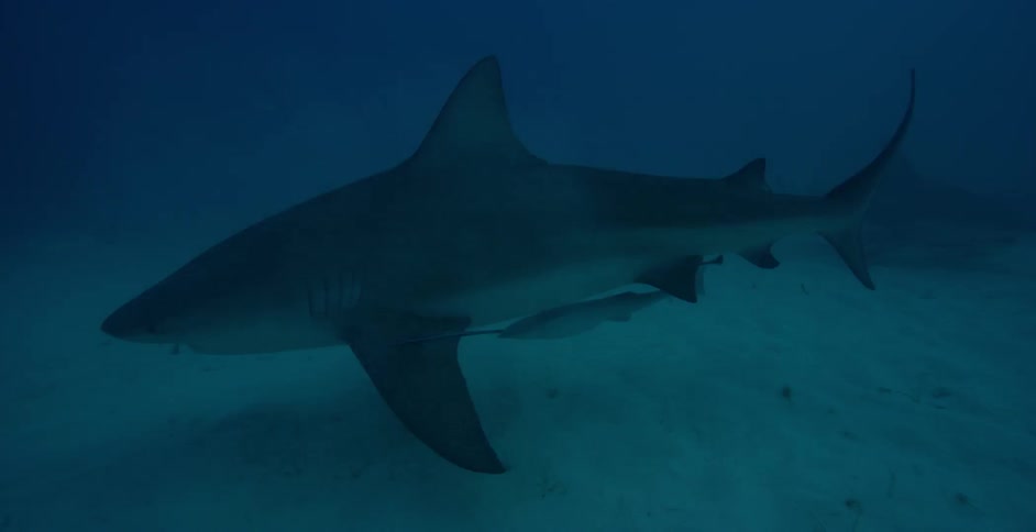 Sharks and fish swim in the ocean