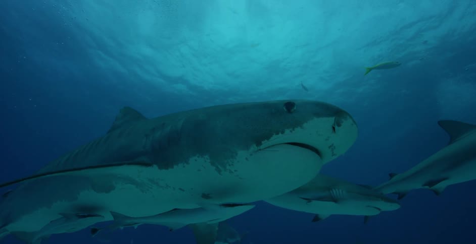 Two sharks swim in the ocean near smaller fish