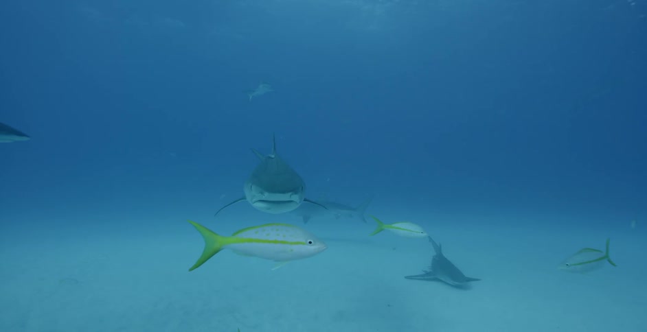 Sharks swim in the ocean near smaller fish