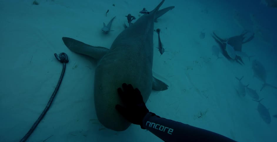 A diver pets a shark in the ocean