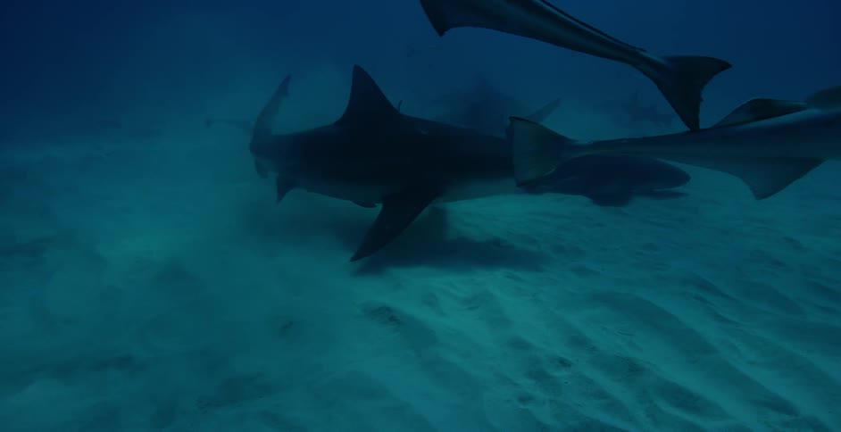 Sharks swim by the sandy ocean floor