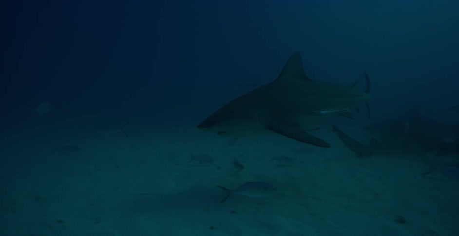 Sharks and fish swim in the ocean