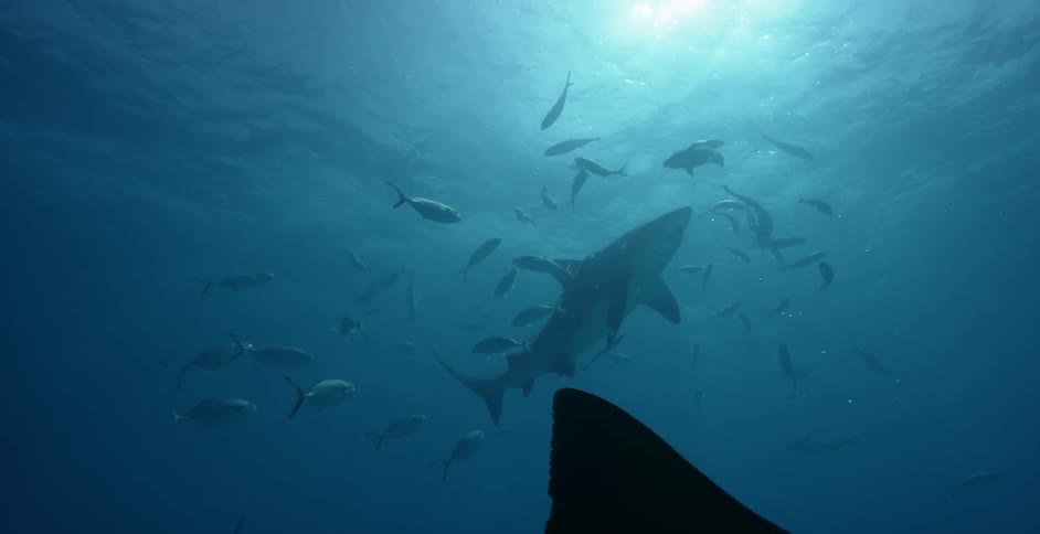 A large shark moves by the fishes near the surface