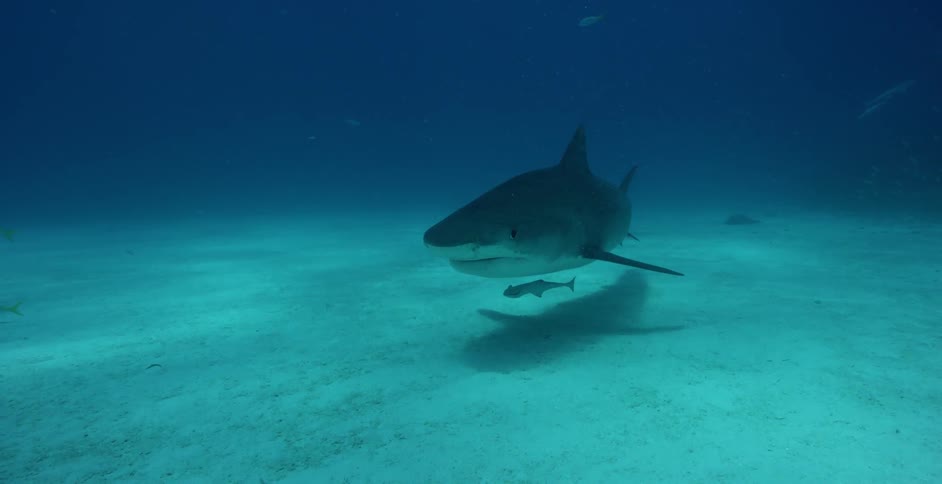 Shark swims near the ocean floor
