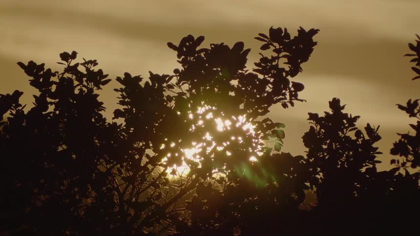 Sunlight shines through tree branches
