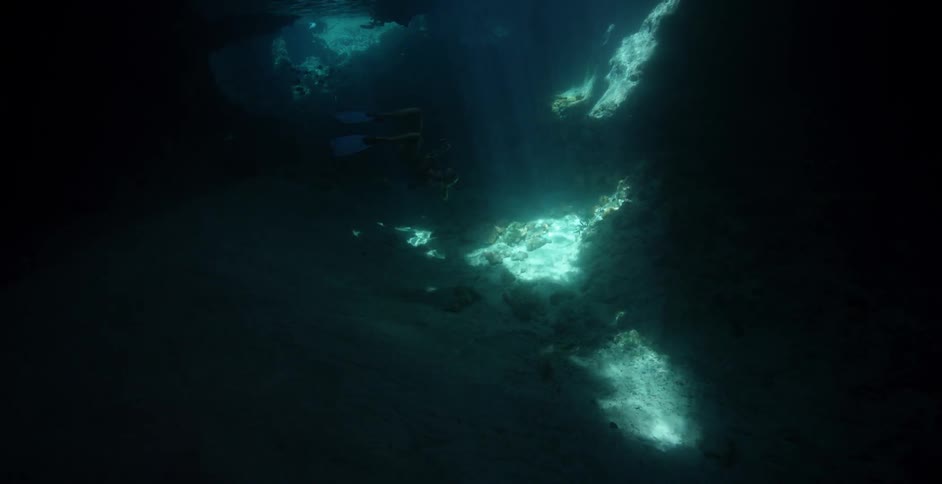Fish swim in dim water