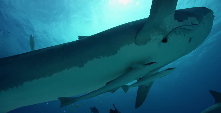A large shark swims around the diver