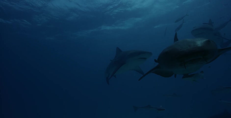Sharks and fish swim in the ocean