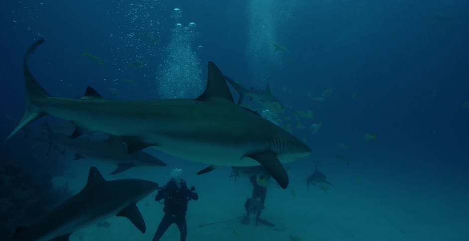 Divers swimming and filming as sharks swim all around them