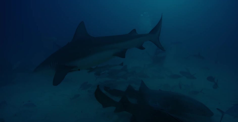 Sharks and fish swim in the ocean