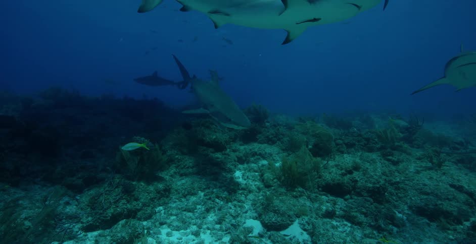 Large sharks fill the dark waters below
