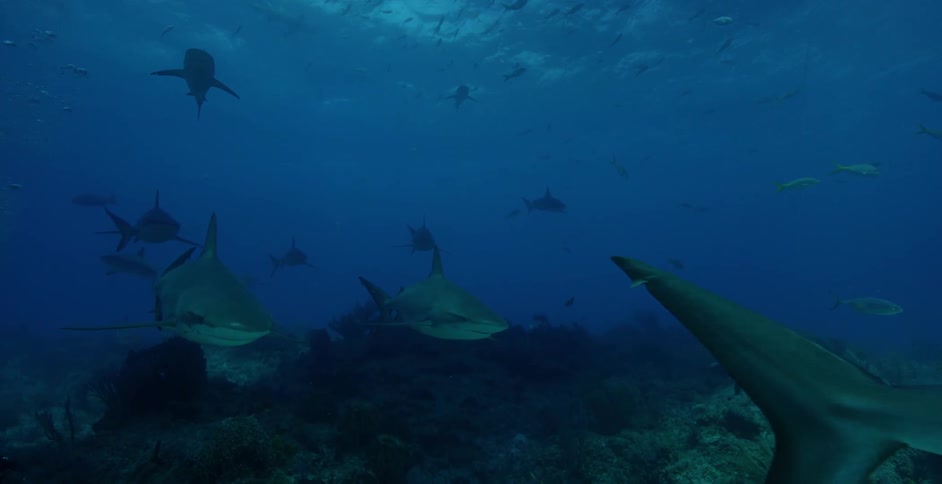 Sharks swim near coral and the ocean floor
