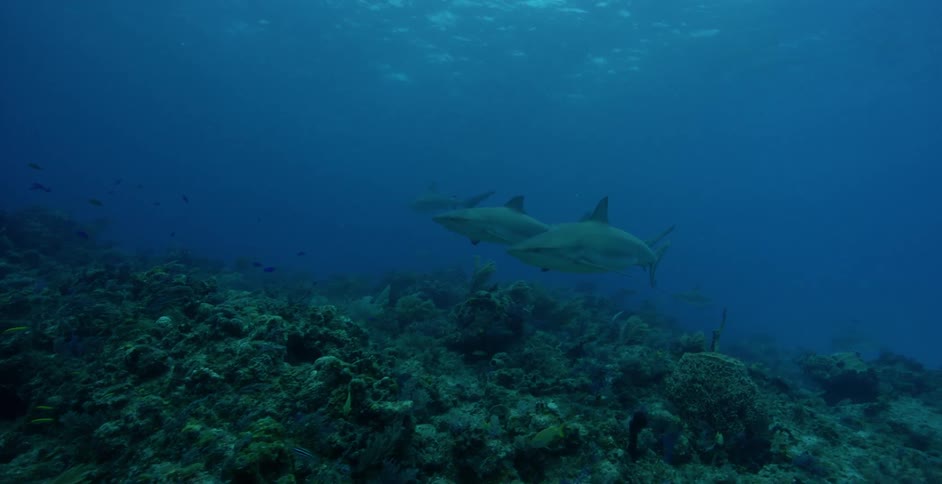 Sharks swim above the ocean floor