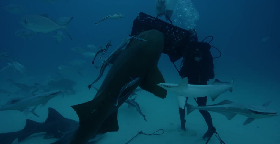 A scuba diver films the fish swimming around