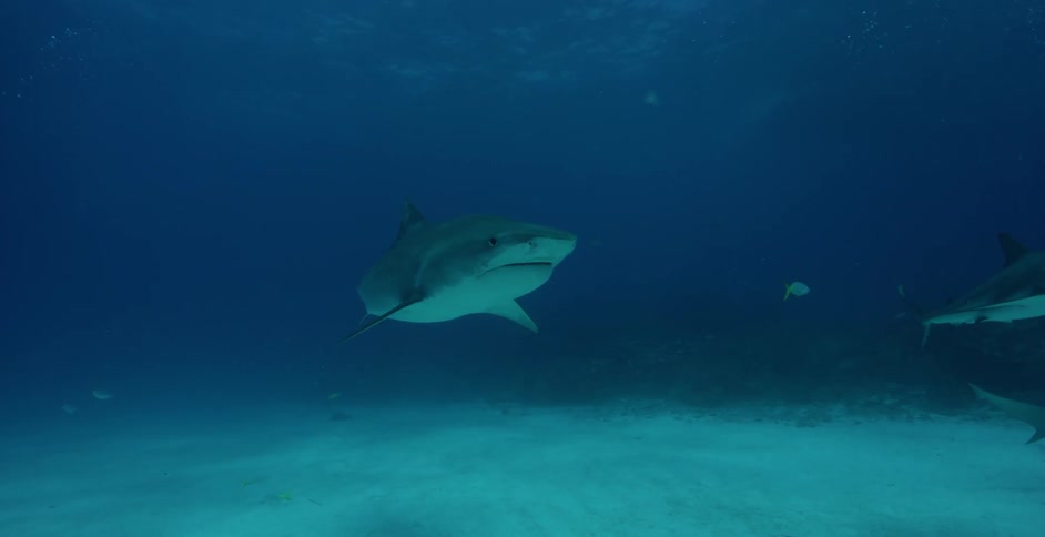 A shark is swimming underwater during daylight