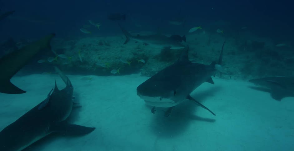 Fish swim close to the ocean floor