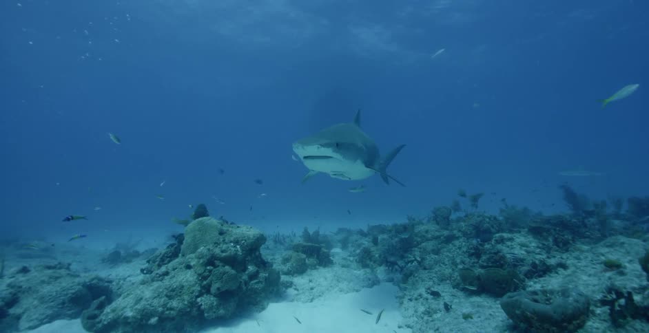 A large shark swimming with fish