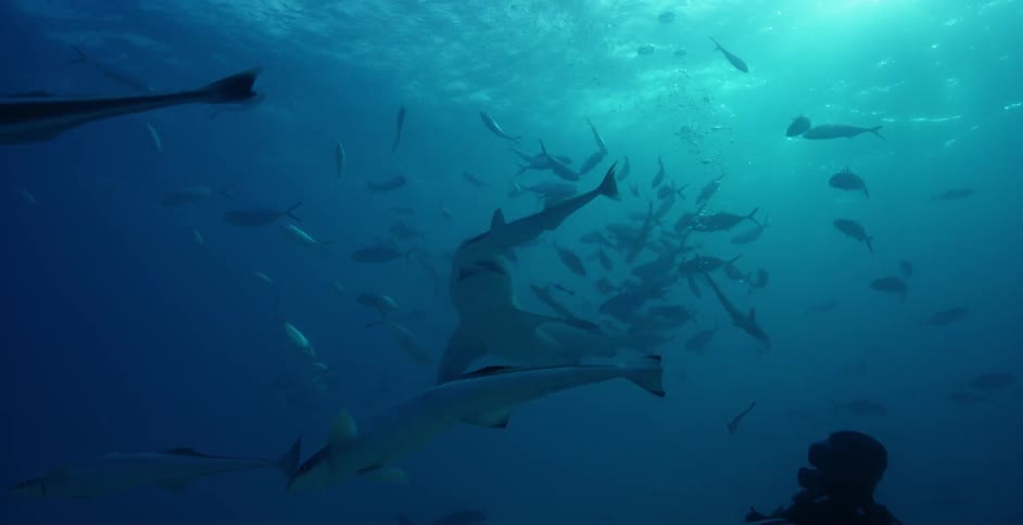 Diver swims with various sea creatures underwater