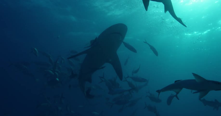 Sharks swim with a group of fish