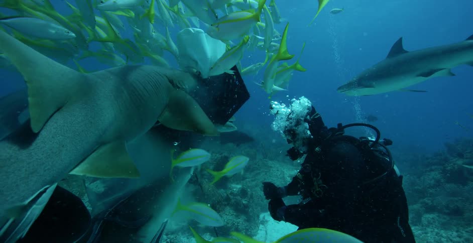 Underwater diver pets a shark surrounded by many small fish
